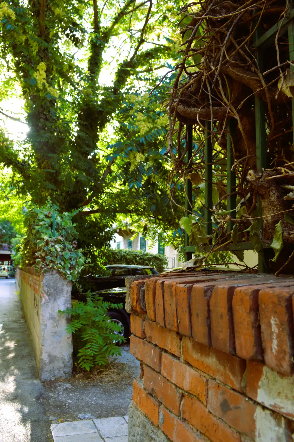 A green lane beside a brick wall near the apartment