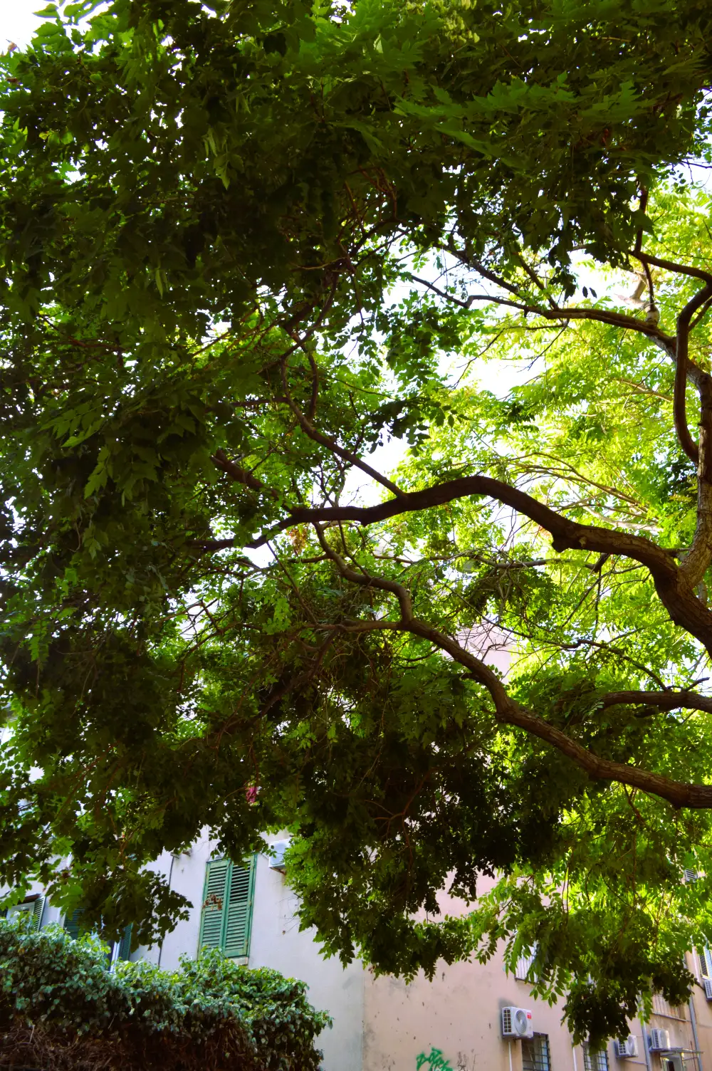 Tree canopies in the quarter around the apartment